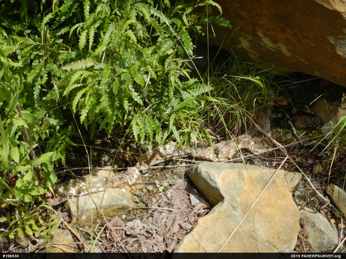 Timber Rattlesnake