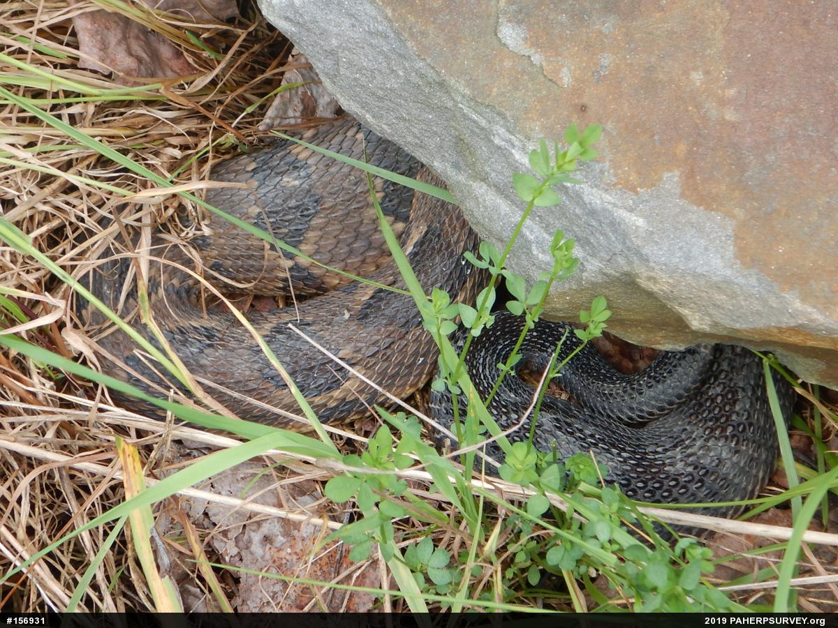 Timber Rattlesnake