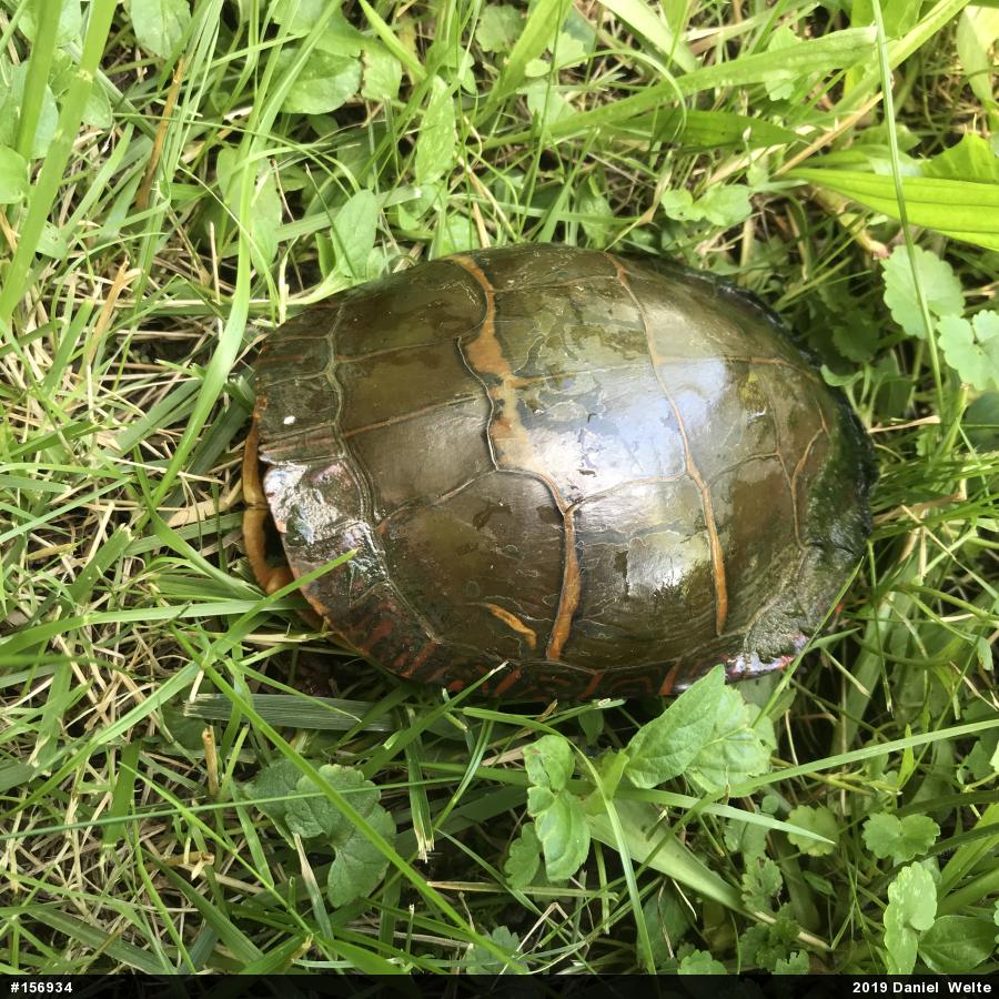 Eastern Painted Turtle