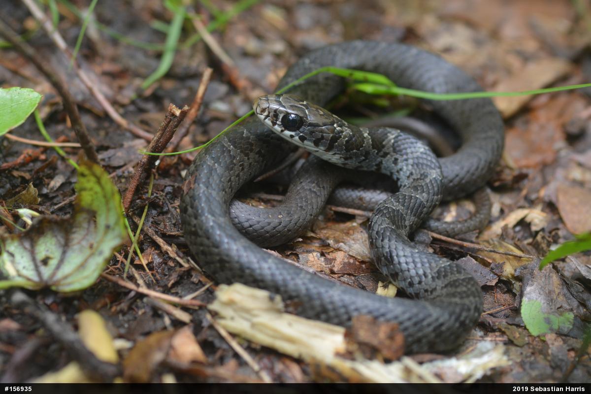 Northern Black Racer