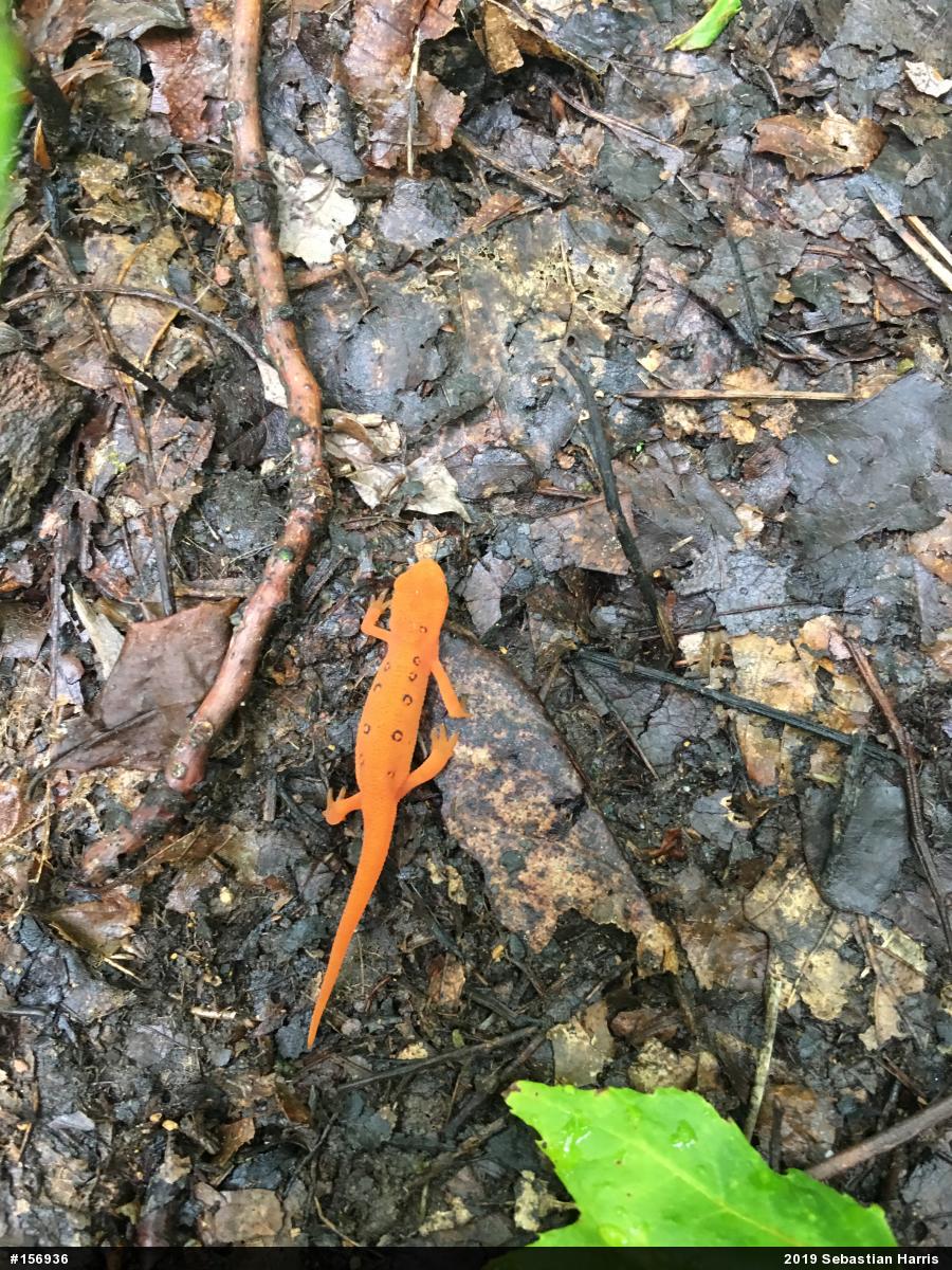 Red-spotted Newt