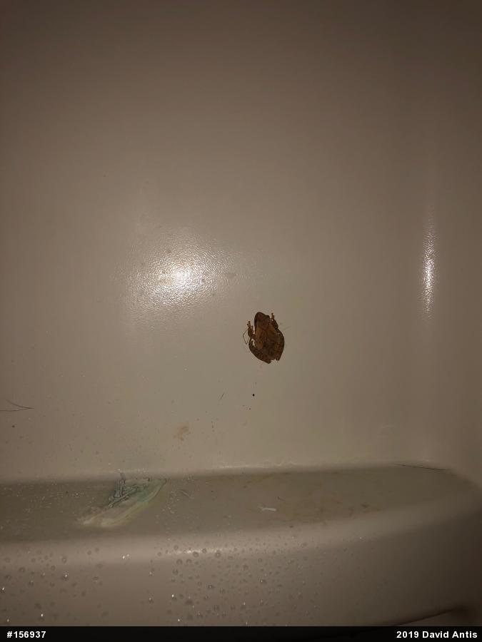 Spring Peeper