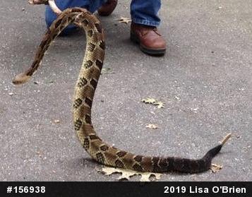 Timber Rattlesnake