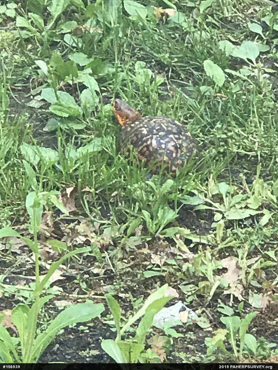 Eastern Box Turtle