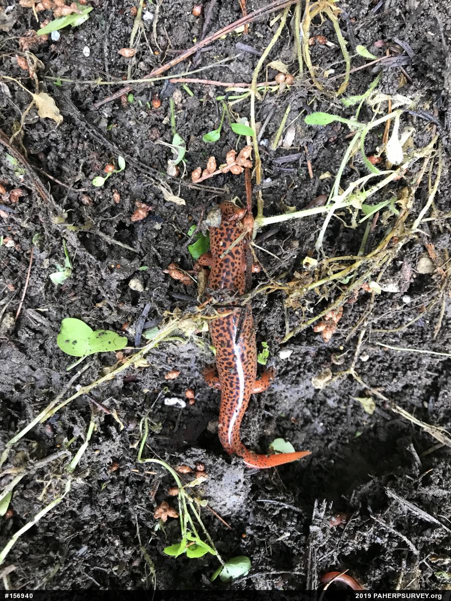 Northern Red Salamander