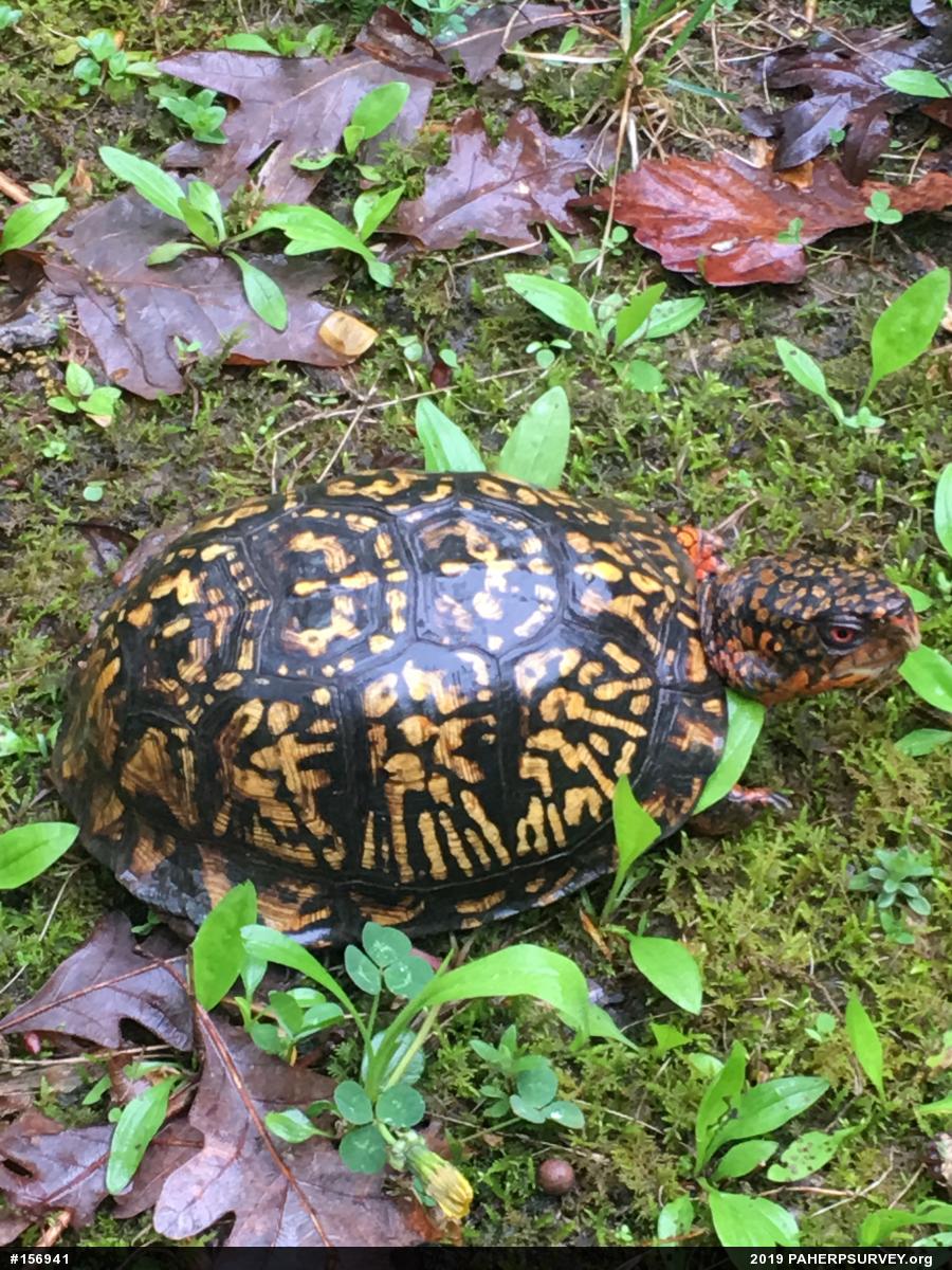 Eastern Box Turtle