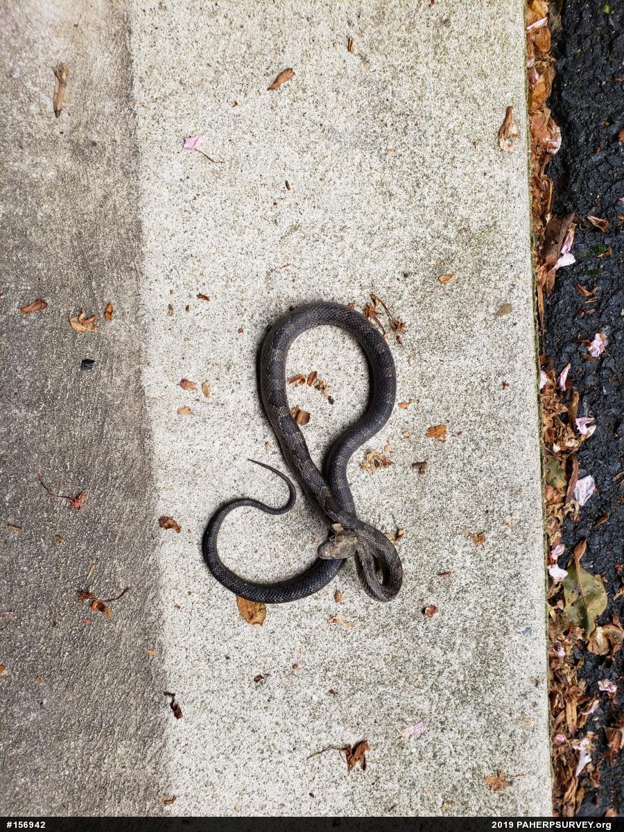 Eastern Ratsnake