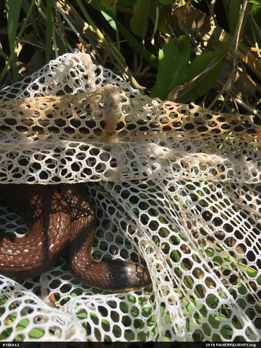 Queensnake