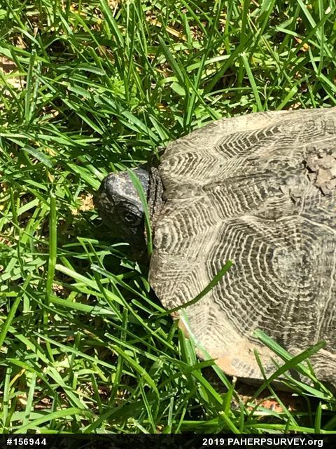 Wood Turtle