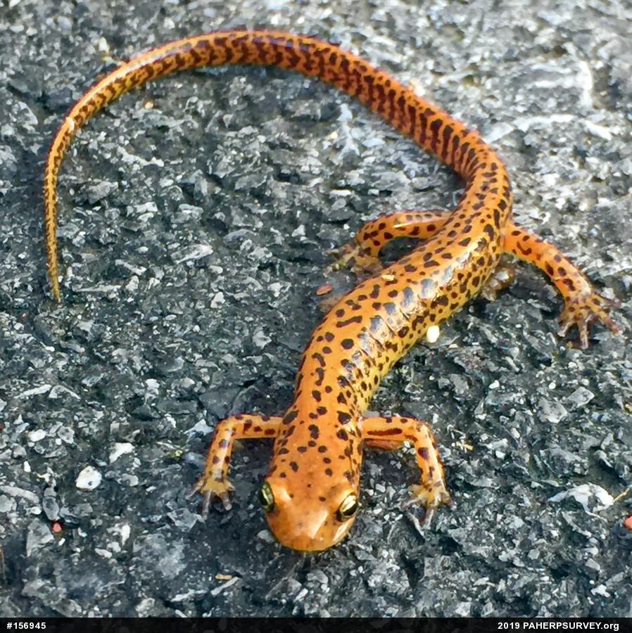 Eastern Long-tailed Salamander