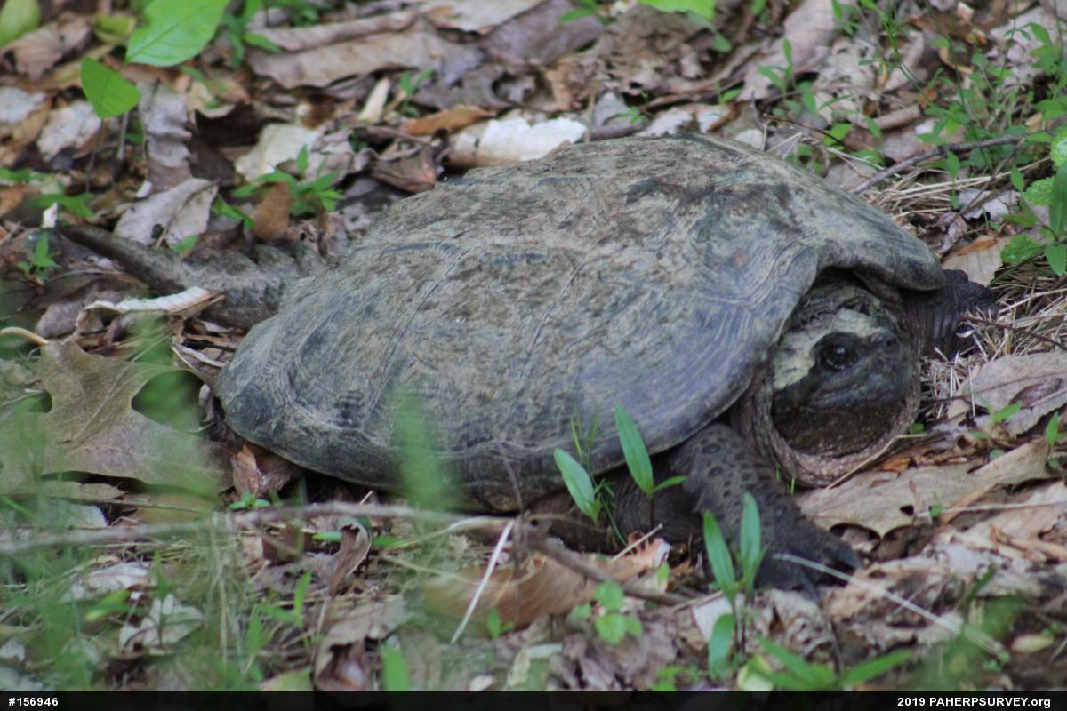 Snapping Turtle