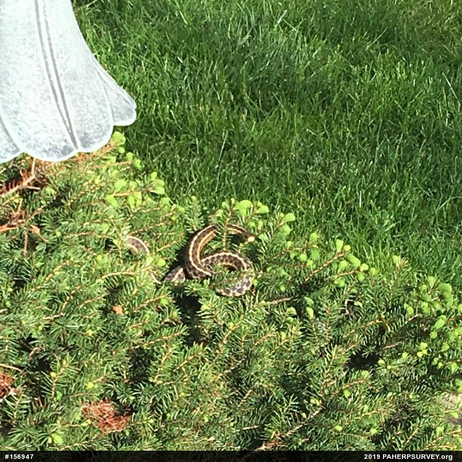 Eastern Gartersnake