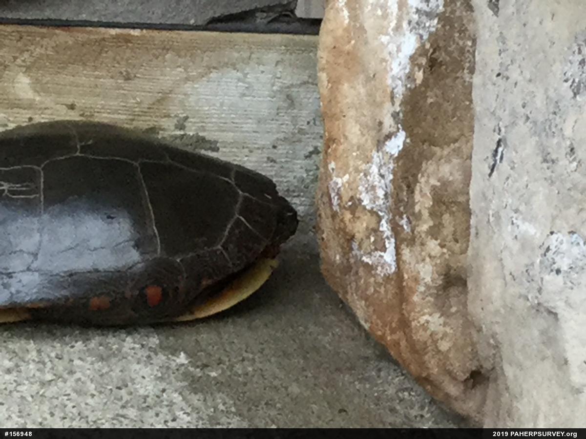 Painted Turtle