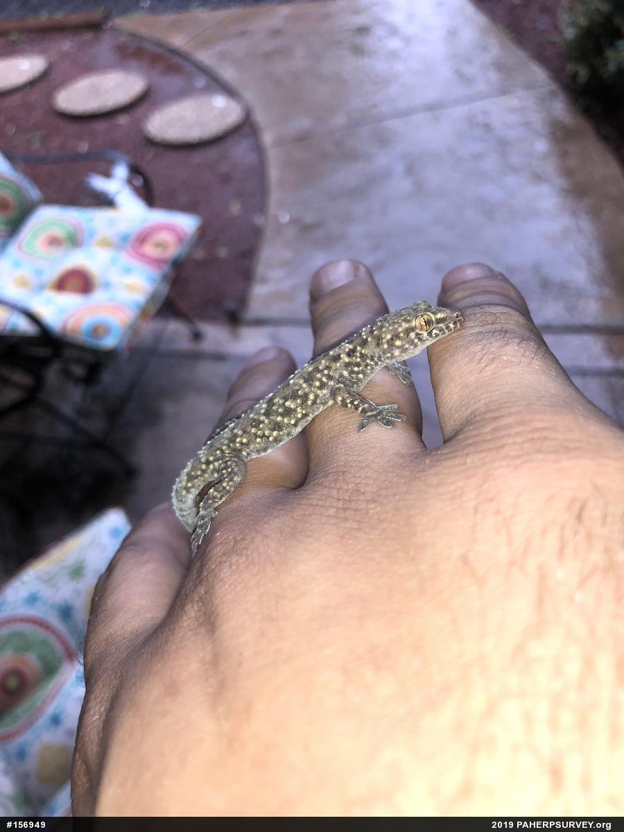 Mediterranean House Geckos