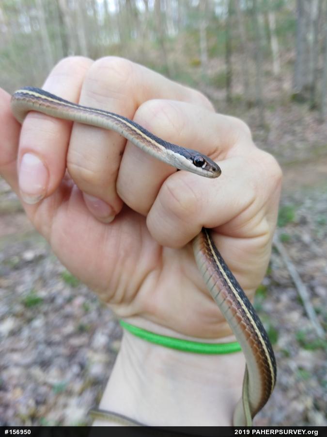 Eastern Ribbonsnake