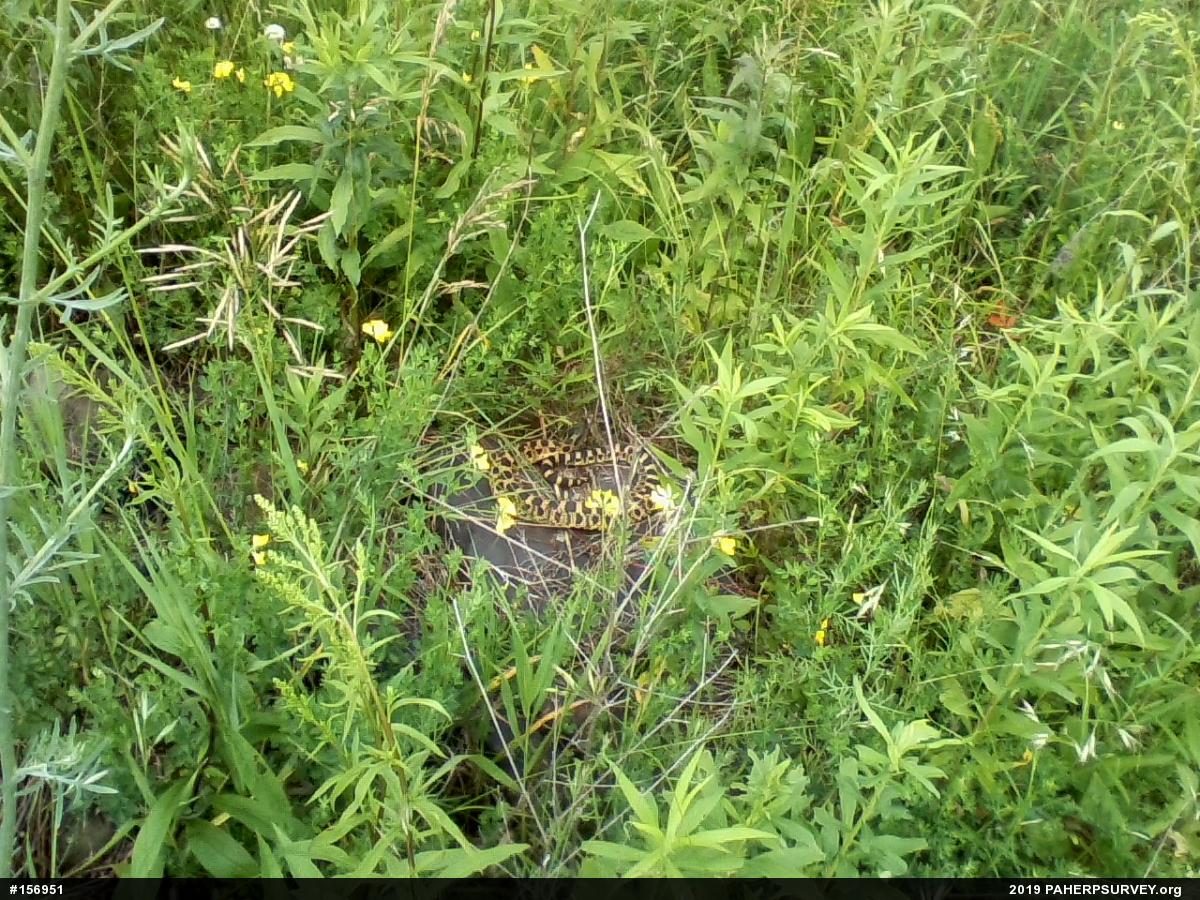 Eastern Hog-nosed Snake
