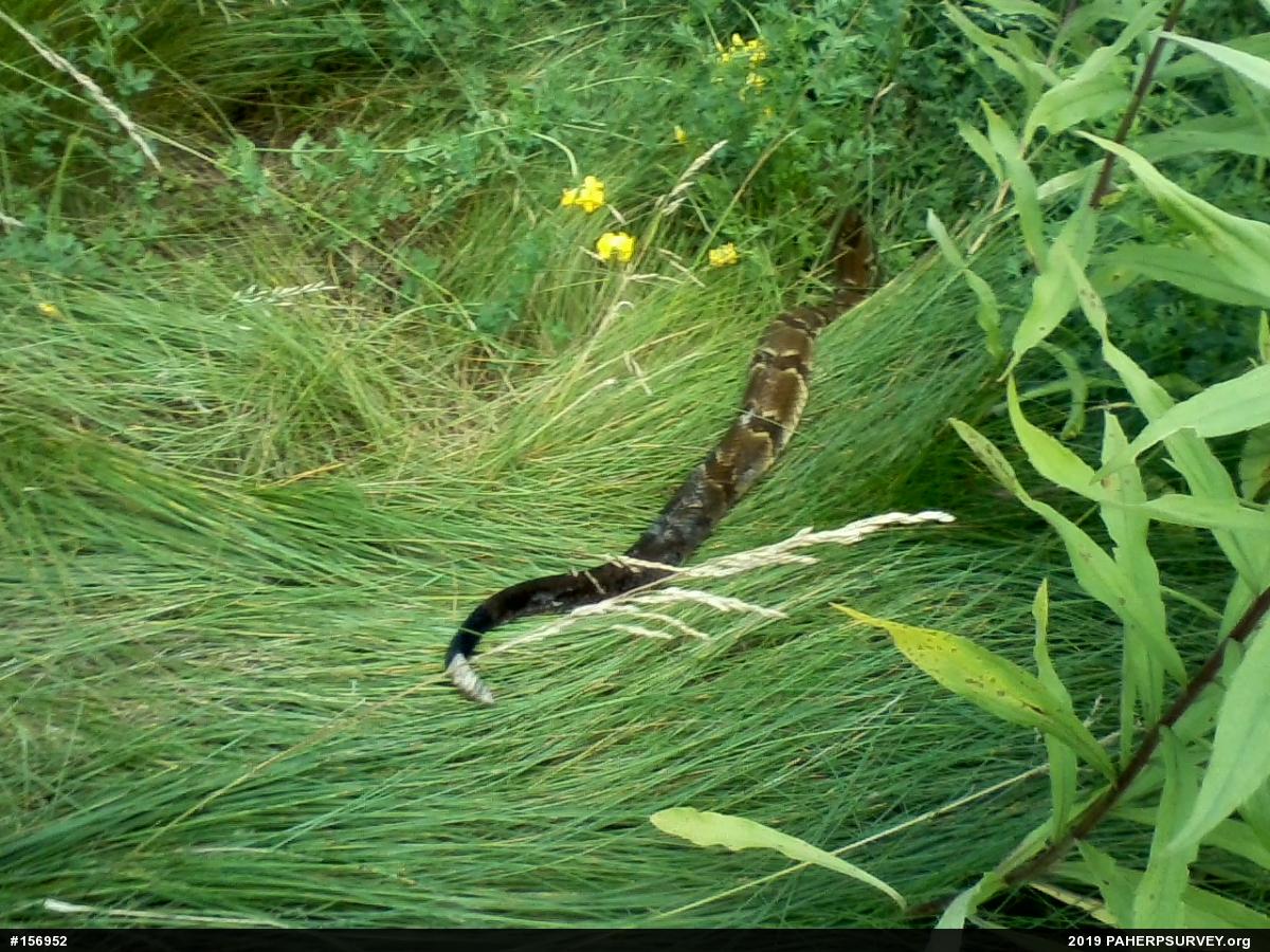 Timber Rattlesnake