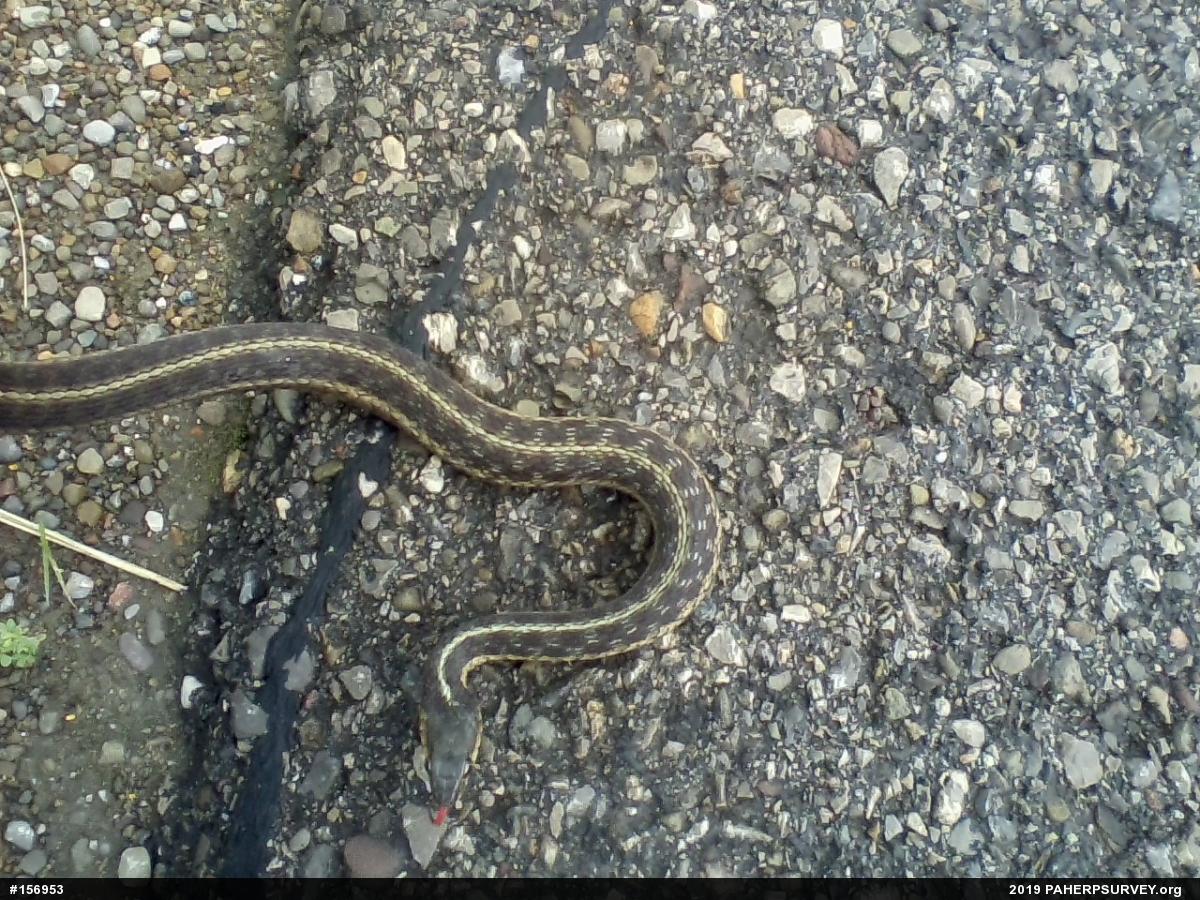 Eastern Gartersnake