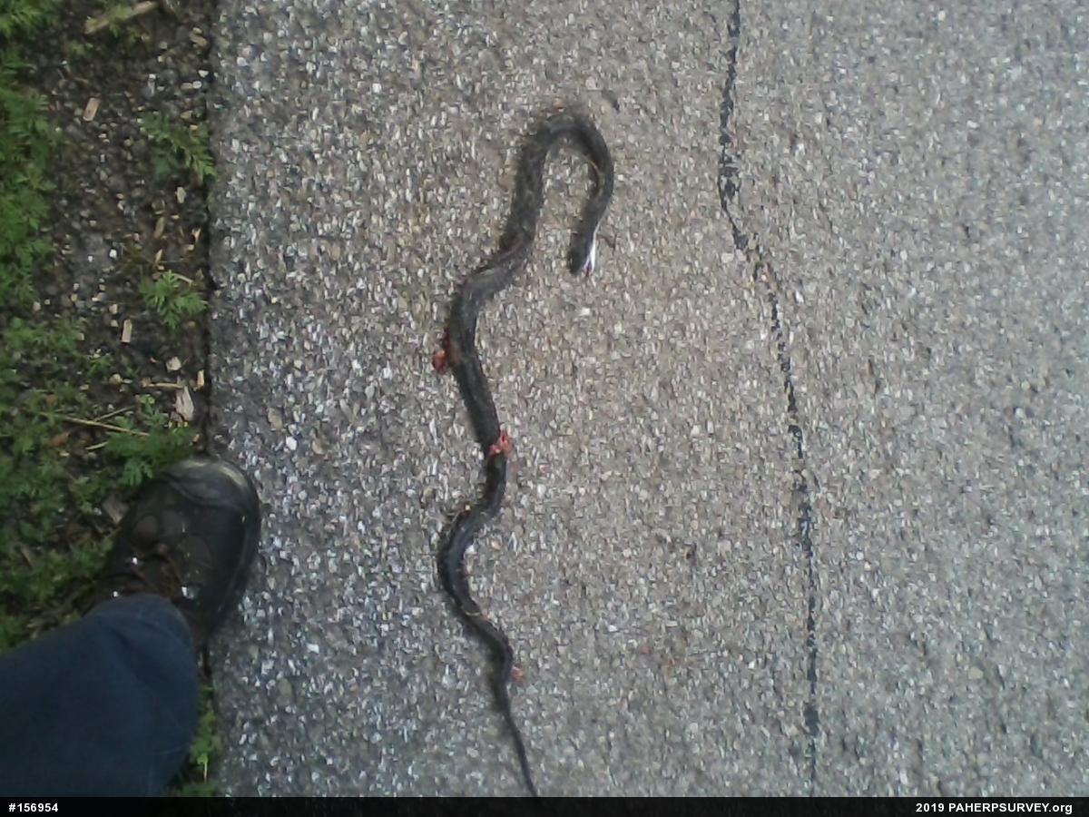 Eastern Ratsnake
