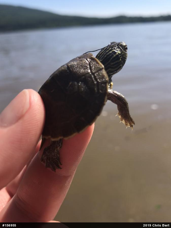Northern Map Turtle