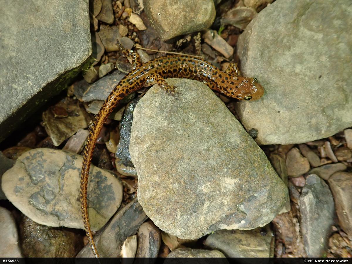 Eastern Long-tailed Salamander