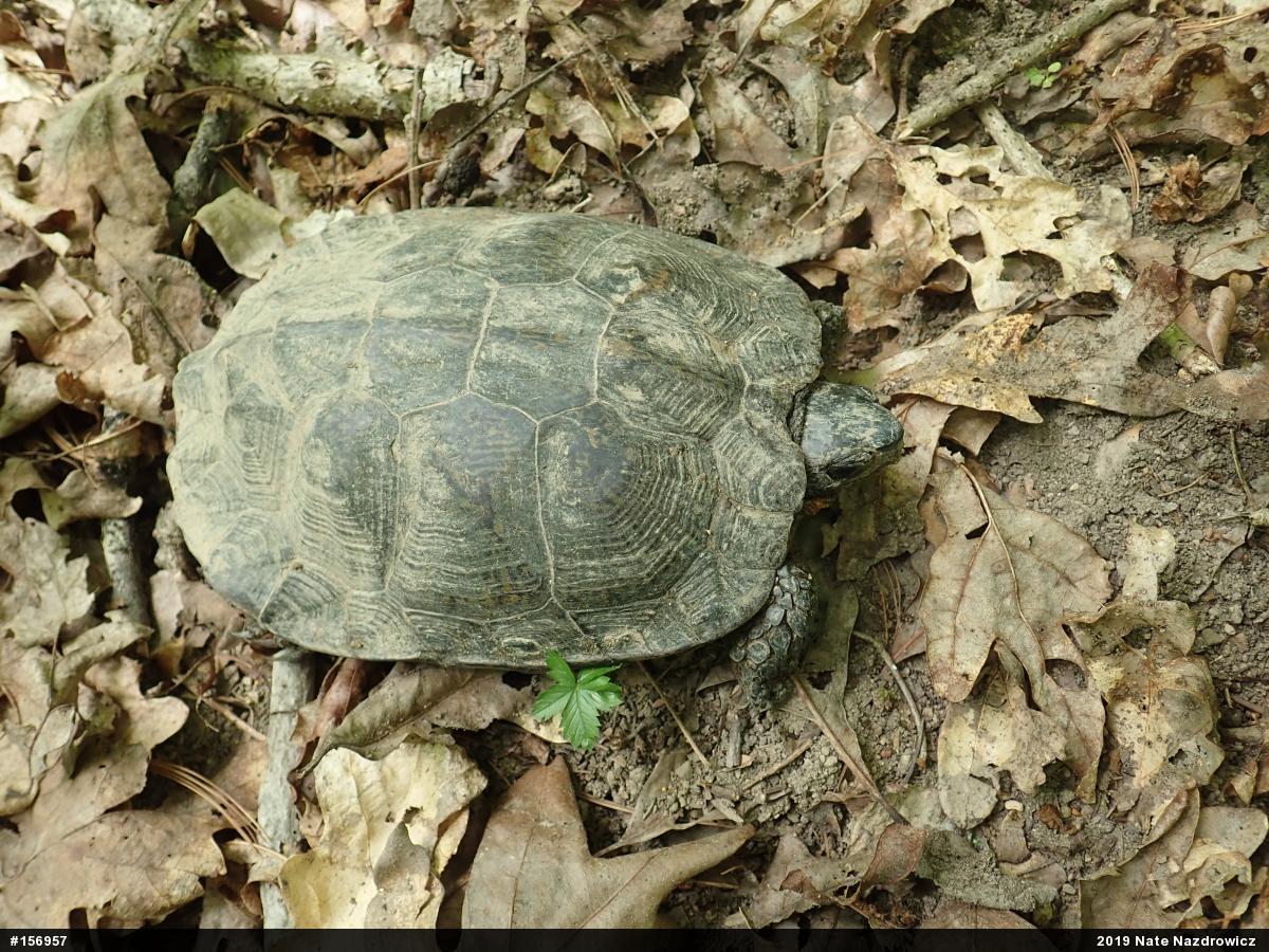 Wood Turtle