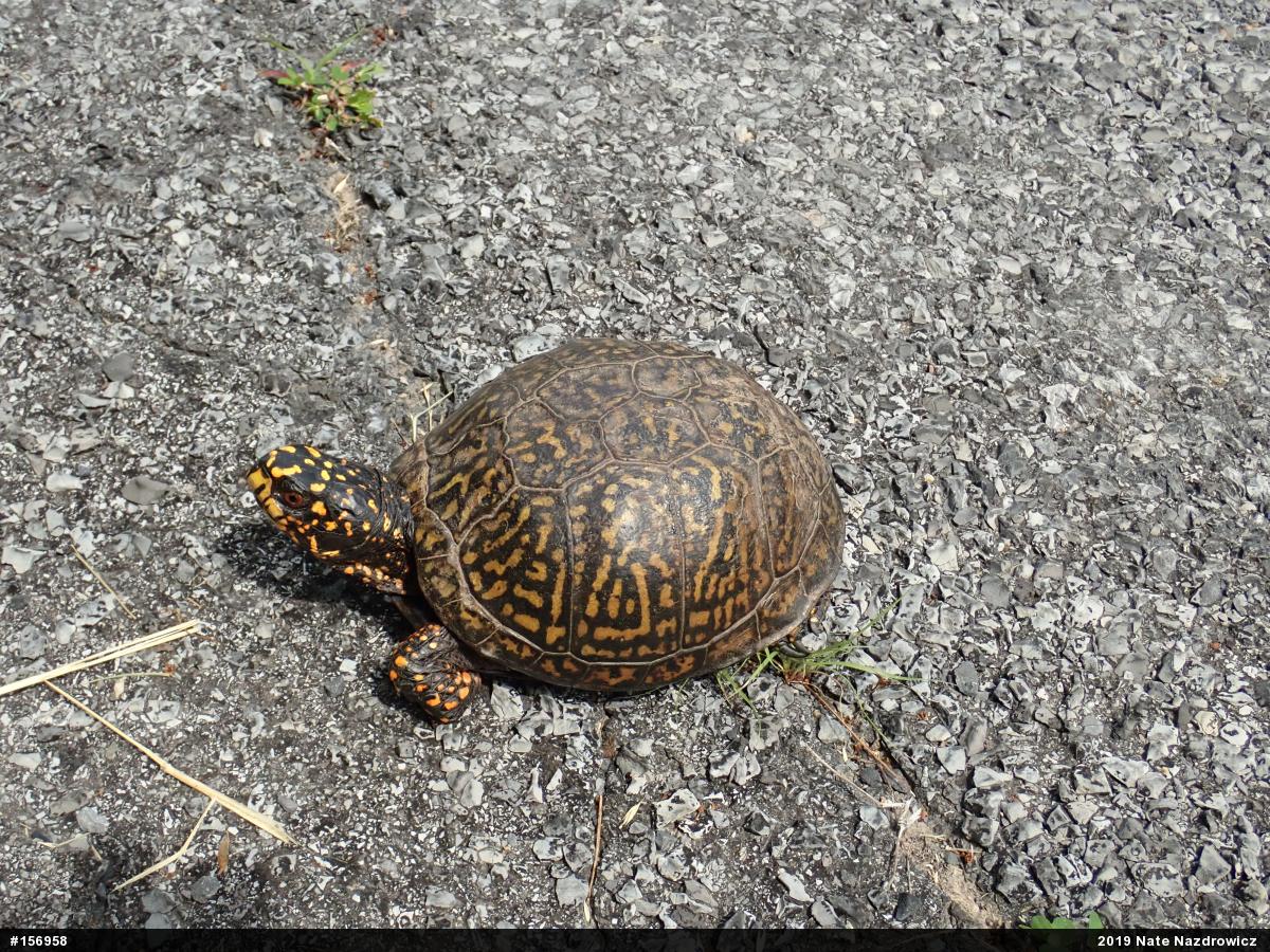 Eastern Box Turtle