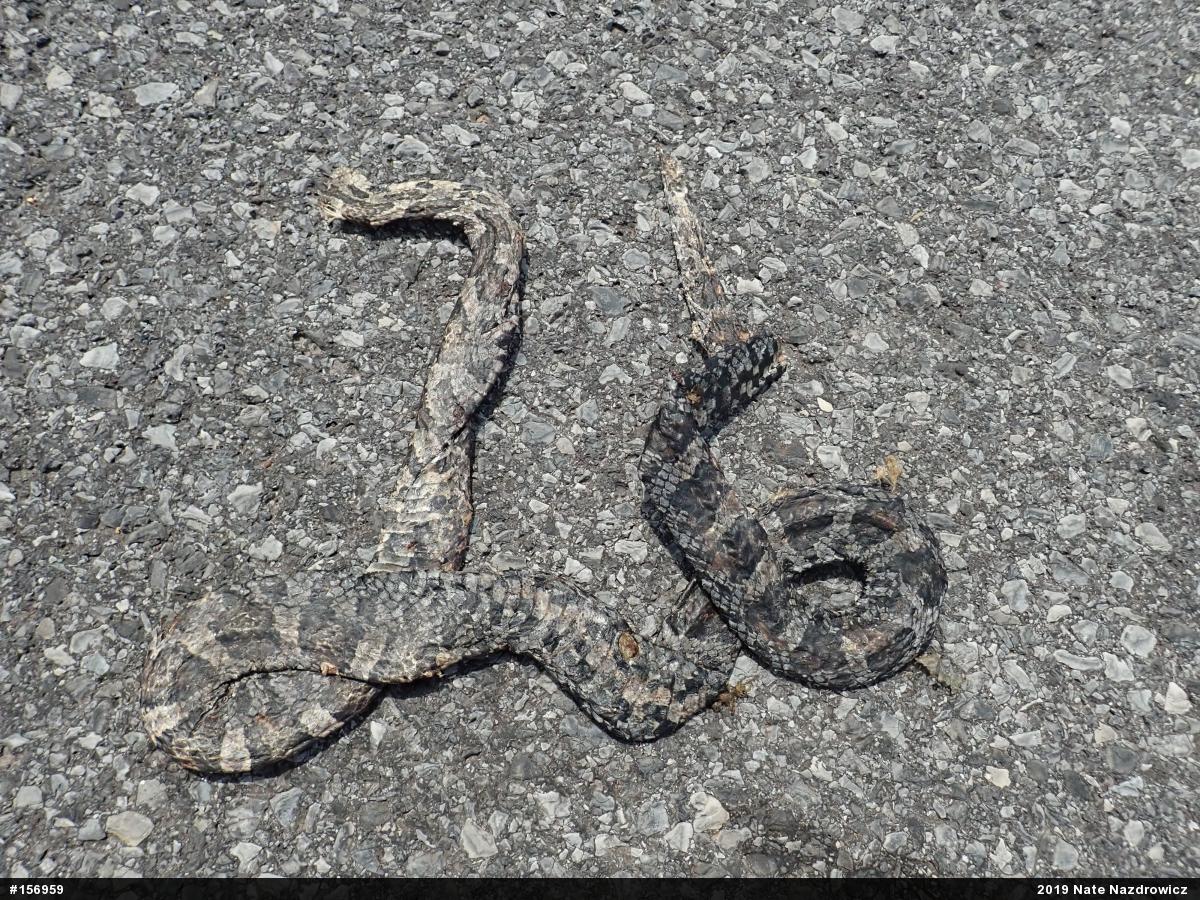 Eastern Milksnake