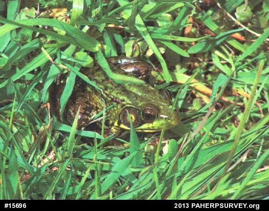 Green Frog
