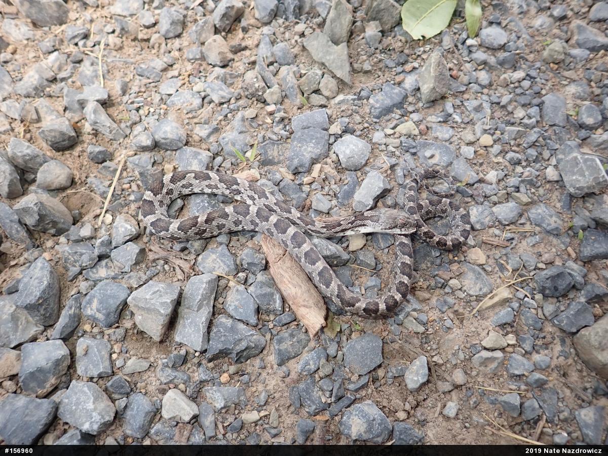 Eastern Ratsnake