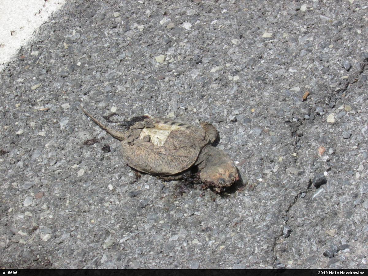 Snapping Turtle