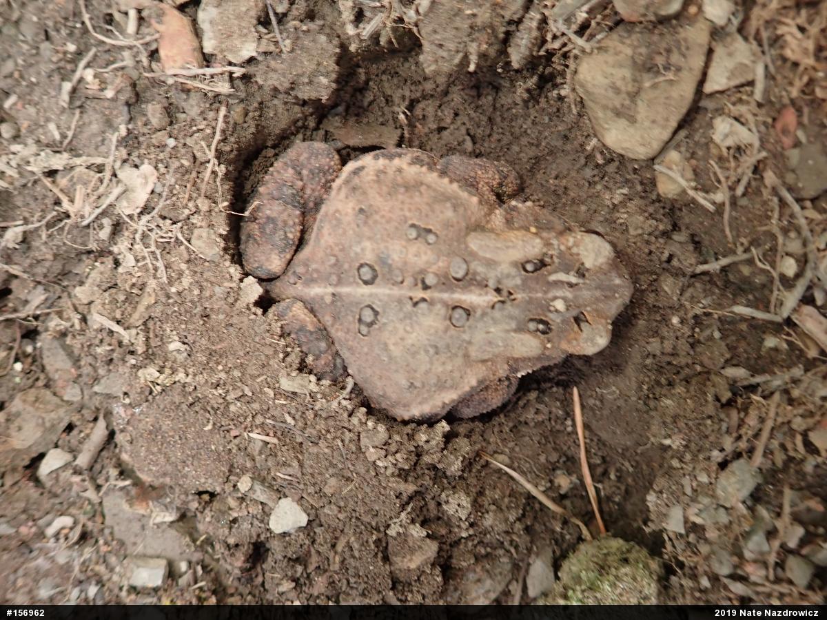 Eastern American Toad