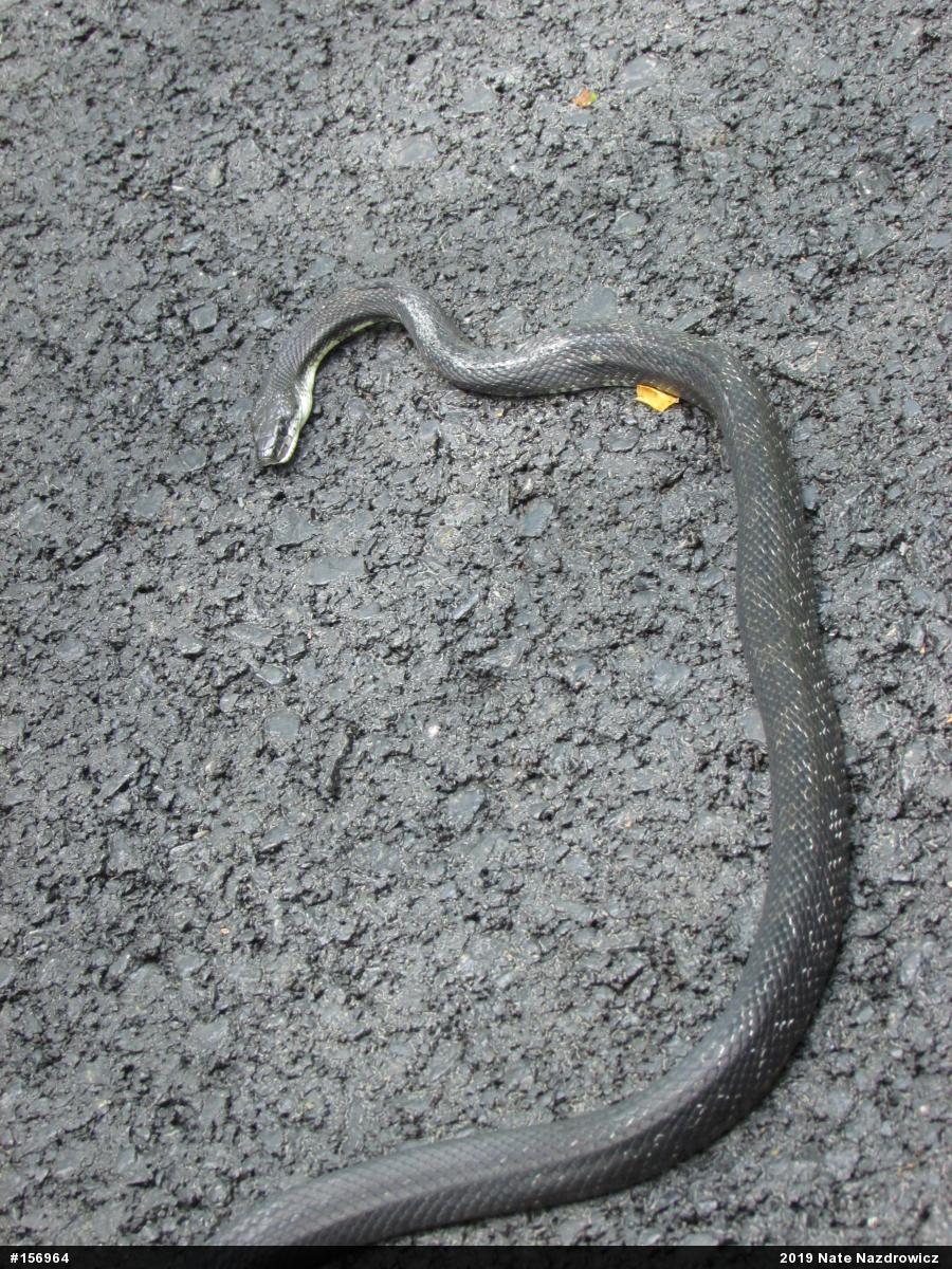 Eastern Ratsnake