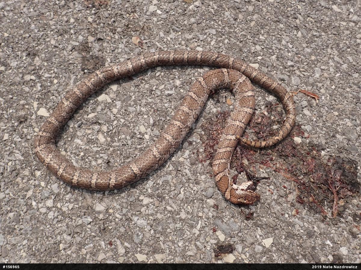 Eastern Milksnake