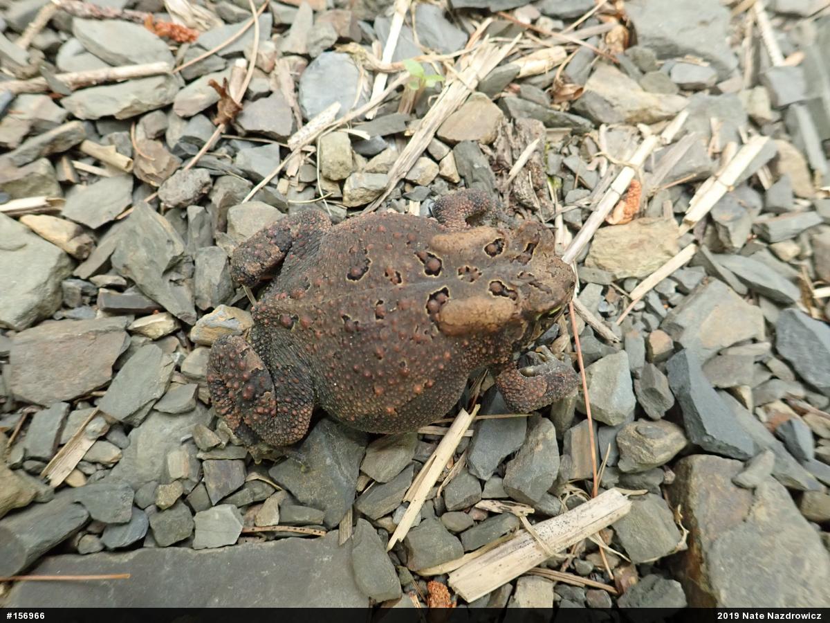 Eastern American Toad