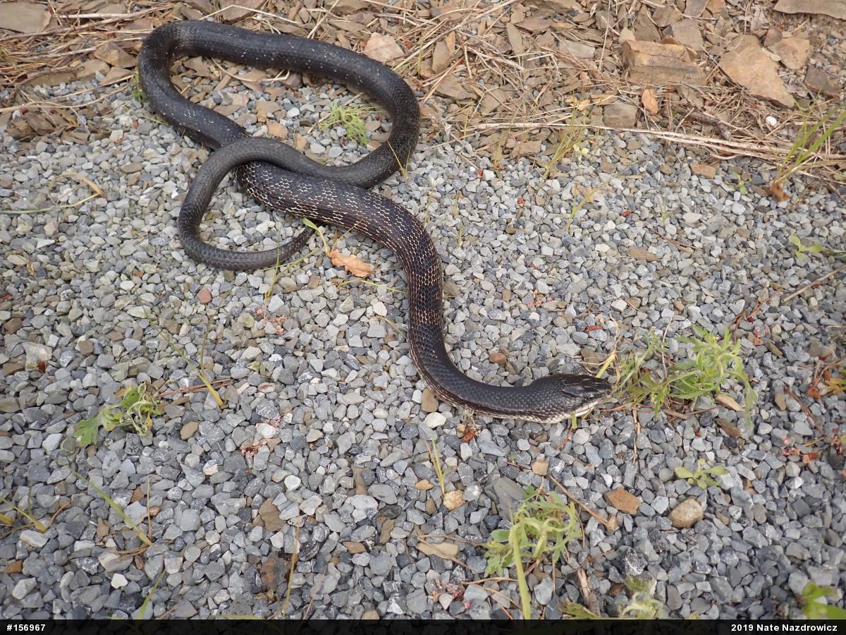 Eastern Ratsnake