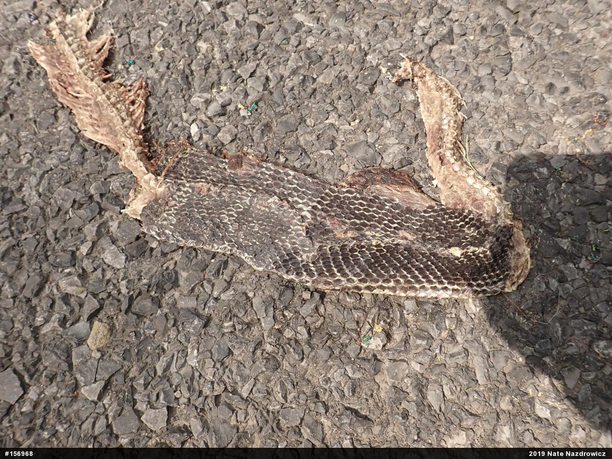 Eastern Ratsnake