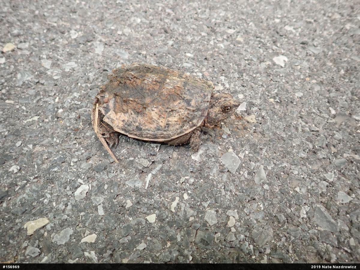 Snapping Turtle