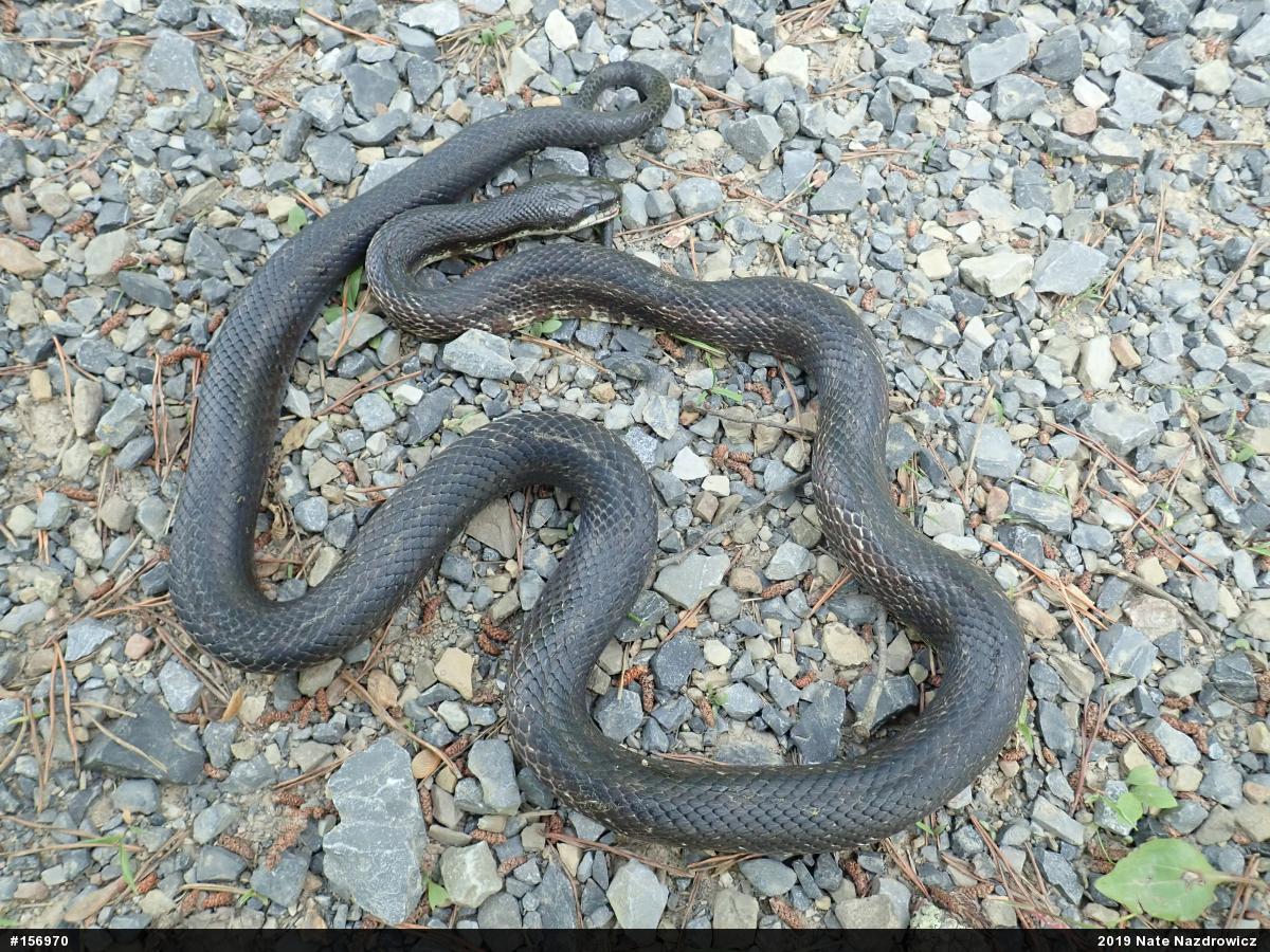 Eastern Ratsnake