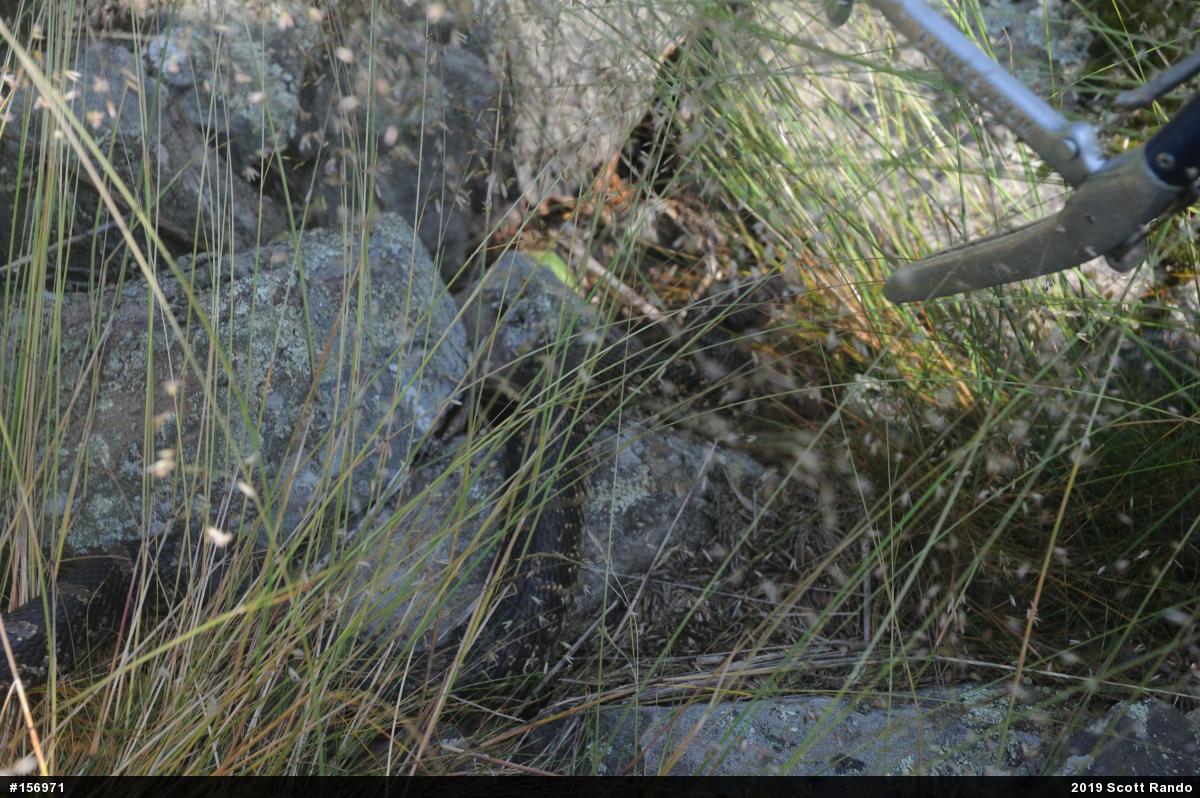 Eastern Hog-nosed Snake