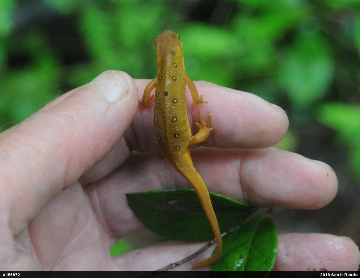 Red-spotted Newt
