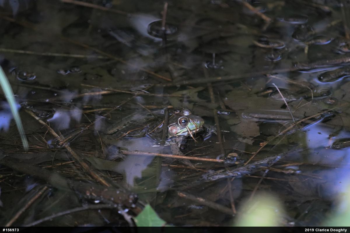Green Frog