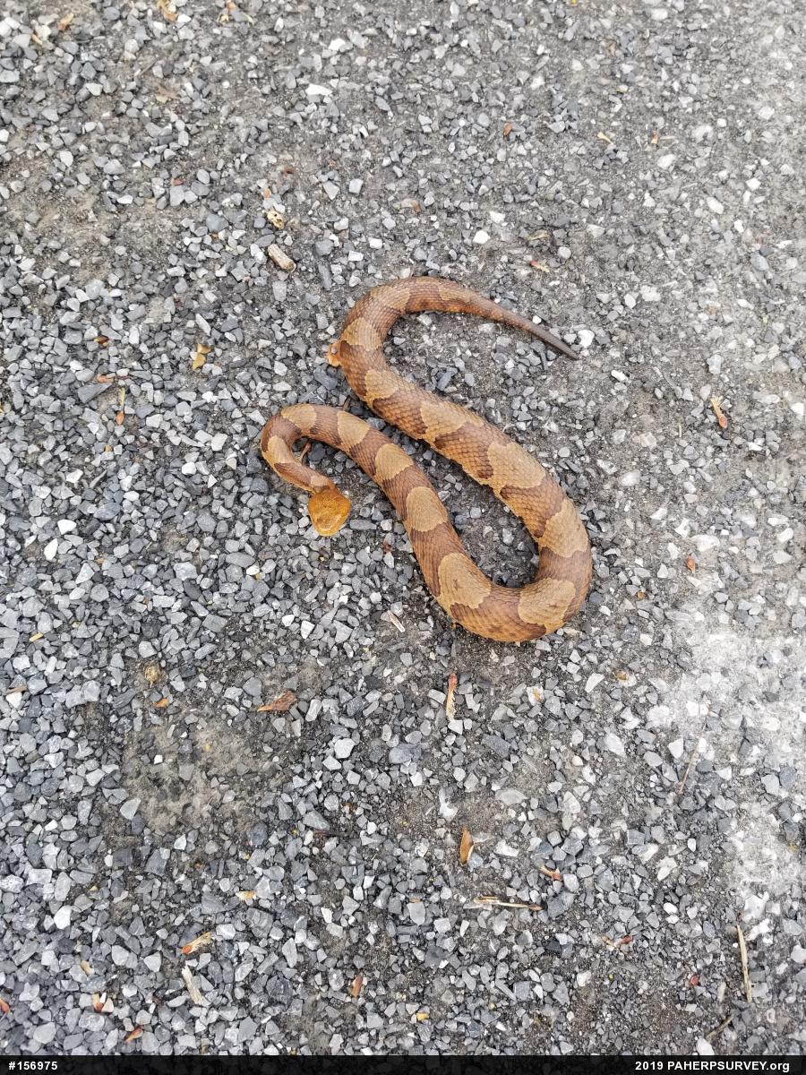 Northern Copperhead