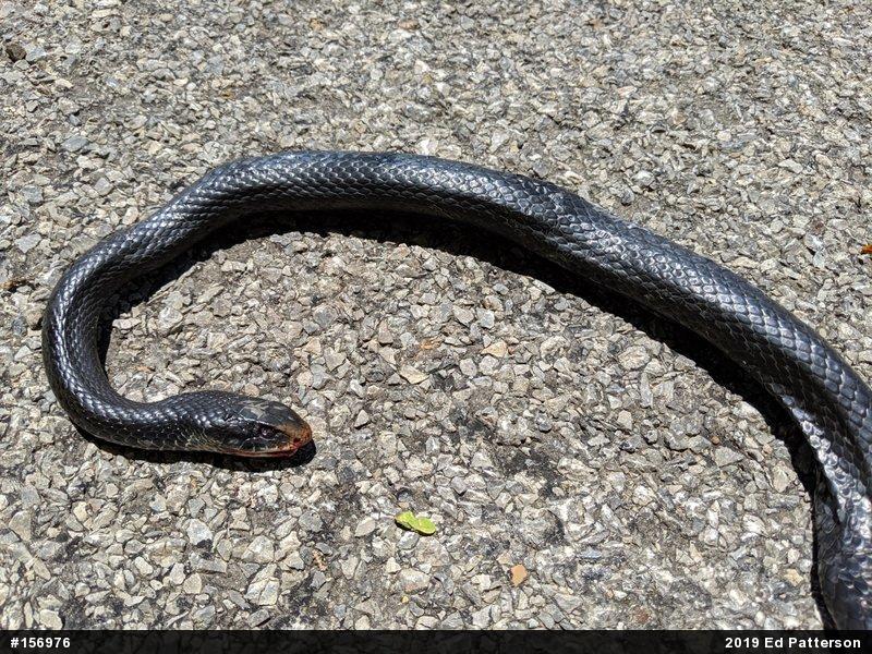 Northern Black Racer