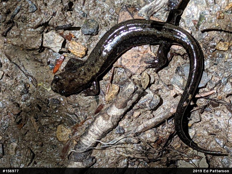 Allegheny Mountain Dusky Salamander