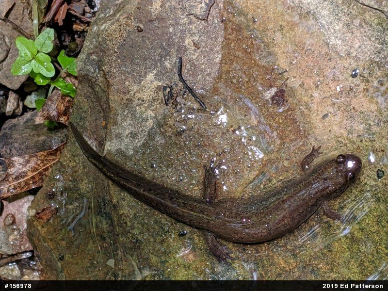 Northern Dusky Salamander