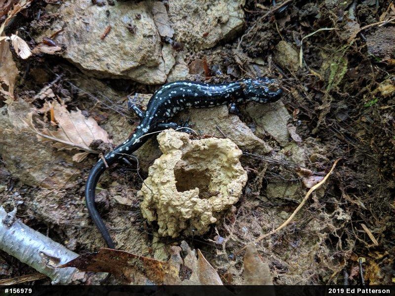 Northern Slimy Salamander