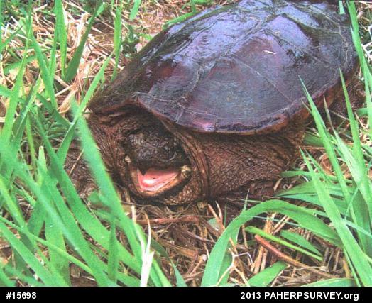 Snapping Turtle