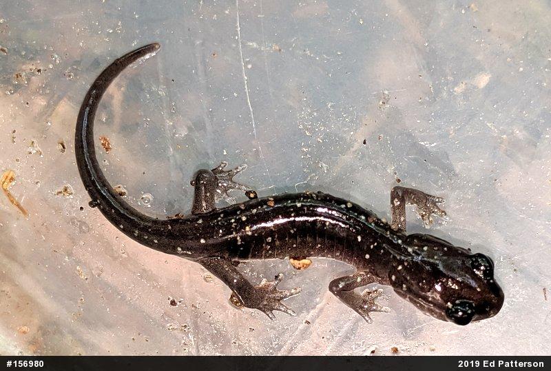 Wehrle's Salamander
