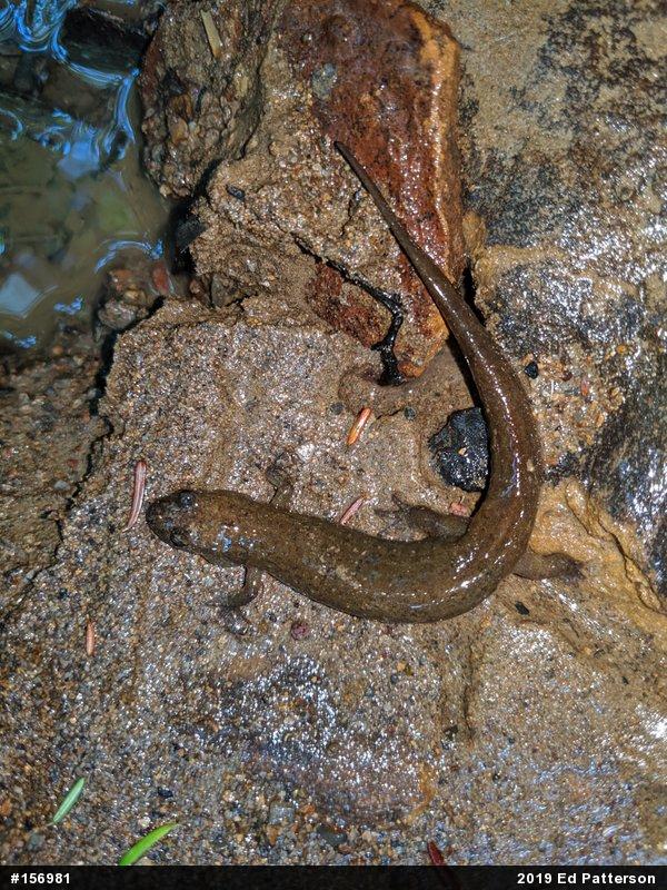 Northern Dusky Salamander